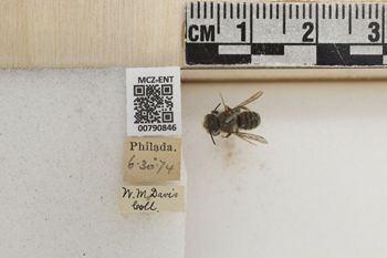 Media type: image;   Entomology 790846 Aspect: Labels